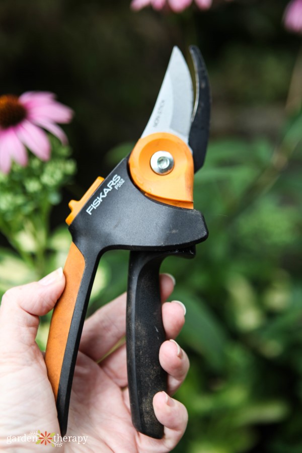 Want to Know WHEN to Prune? This Will Answer All of Your Questions!