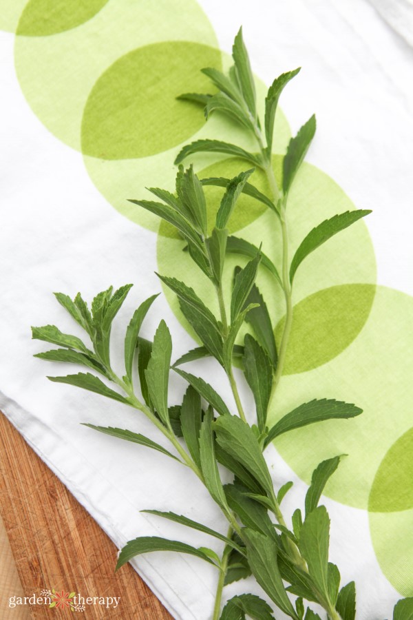 Herbal Guide to Stevia Leaf: How to Grow, Harvest, and Prepare the Stevia Plant